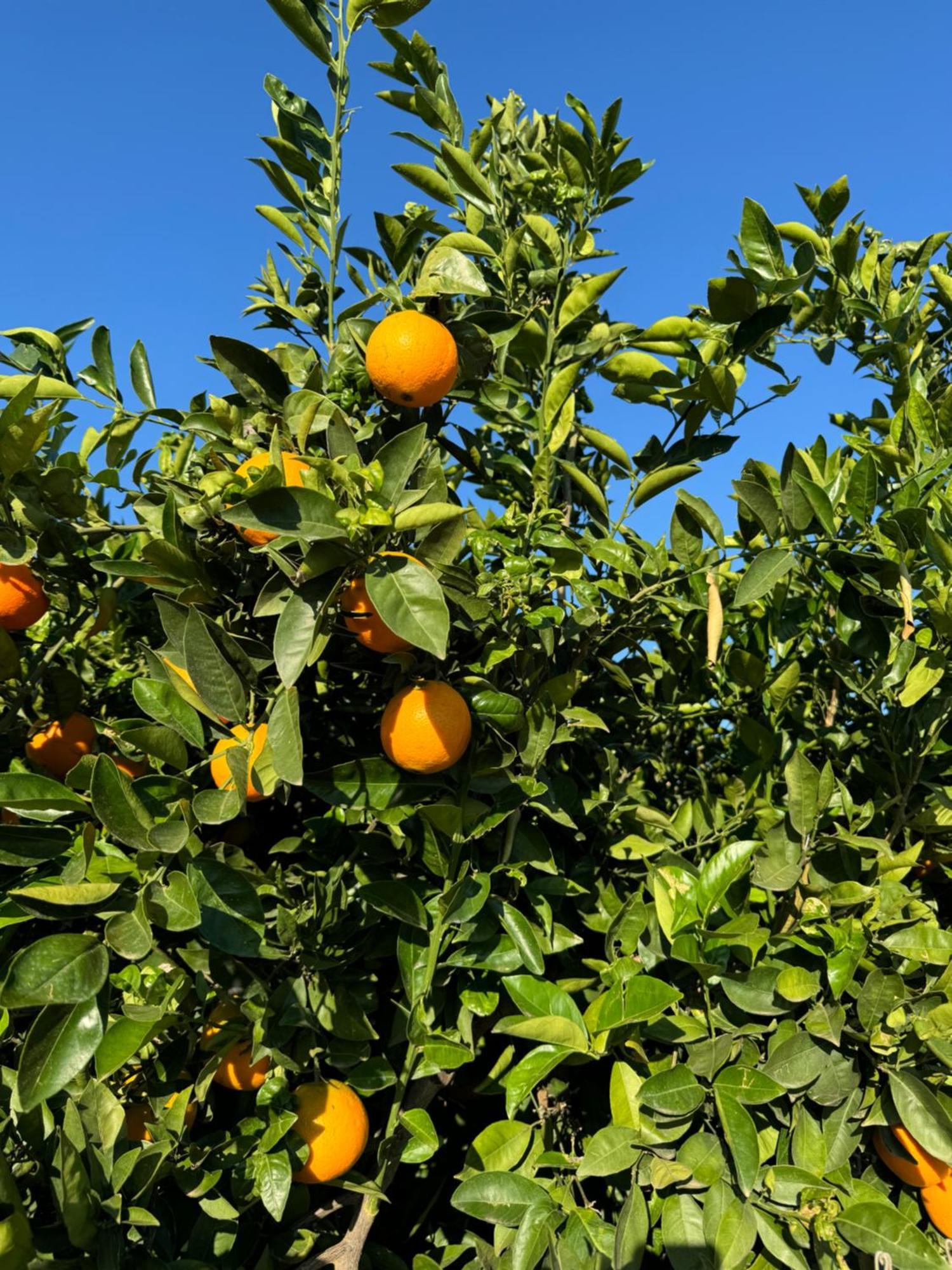 Finca Malata Turís エクステリア 写真